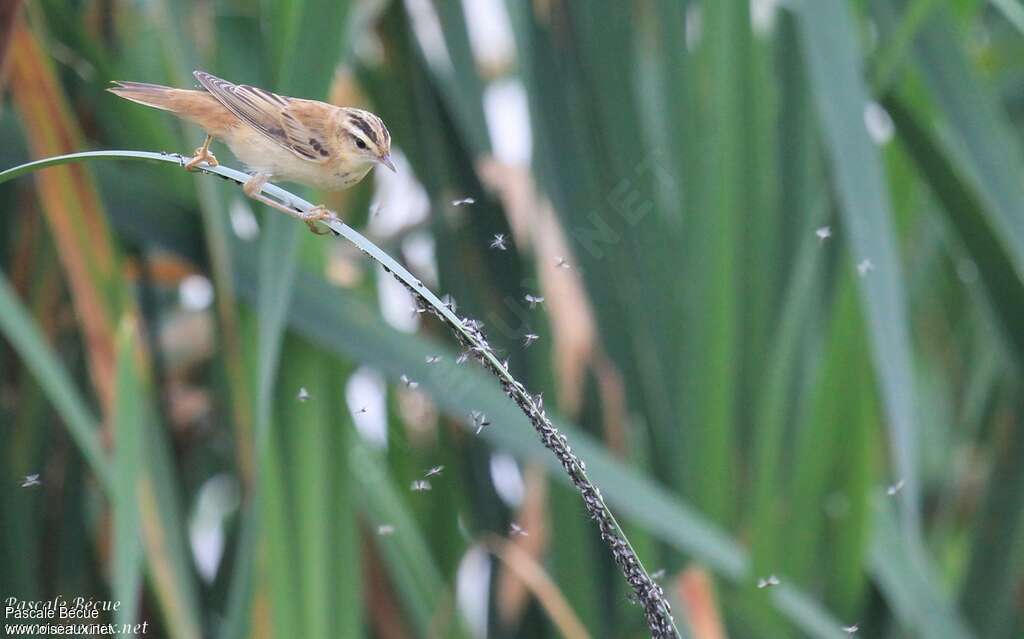 Phragmite des joncs1ère année, habitat, régime, pêche/chasse