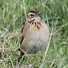 Pipit de Richard