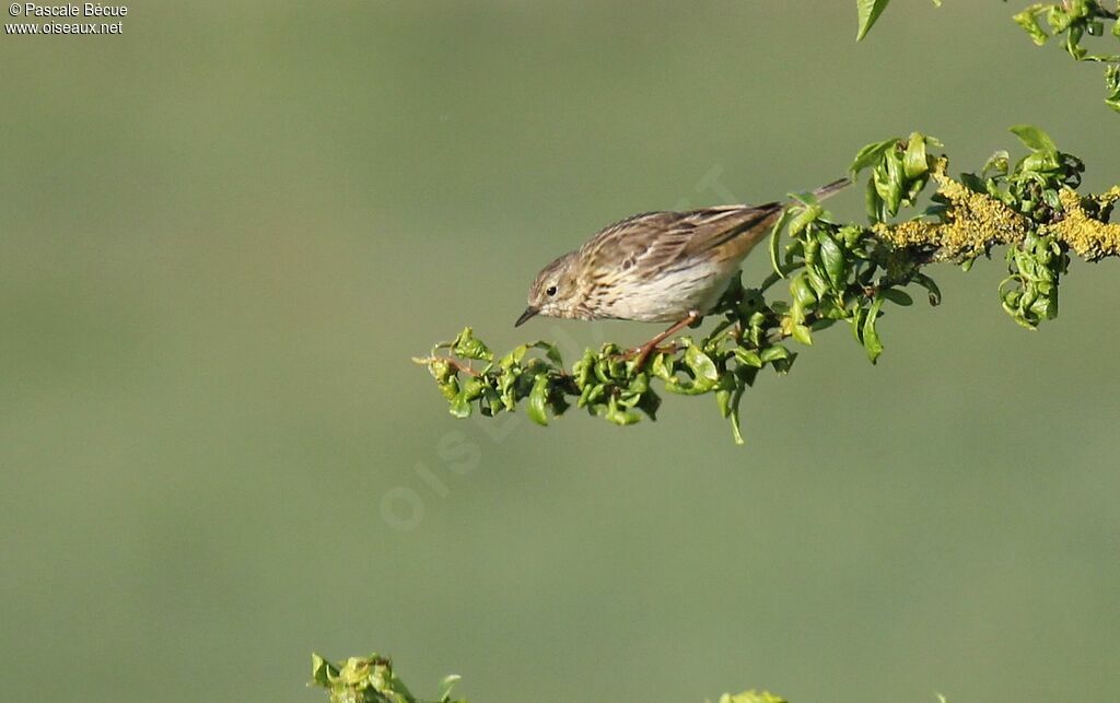 Pipit des arbresadulte
