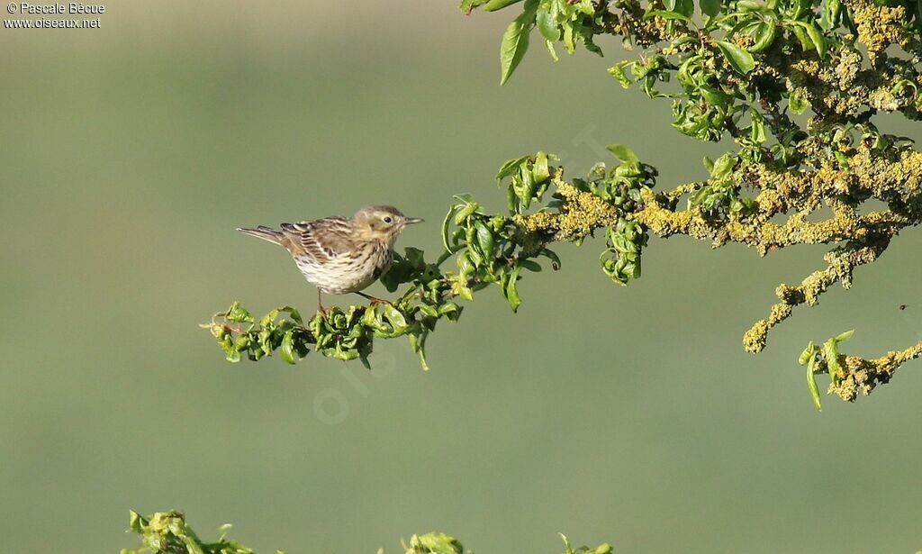 Pipit des arbresadulte