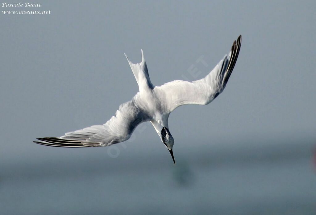 Sandwich Tern