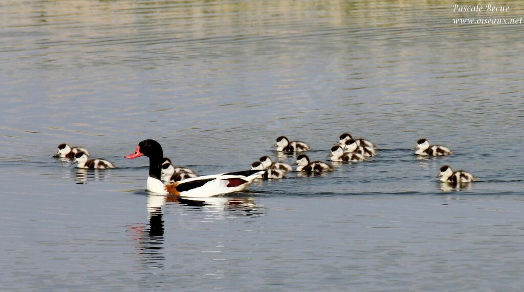 Common Shelduck