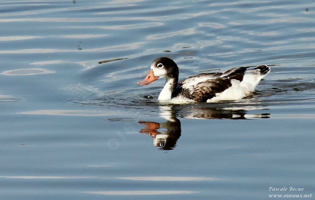 Common Shelduckjuvenile