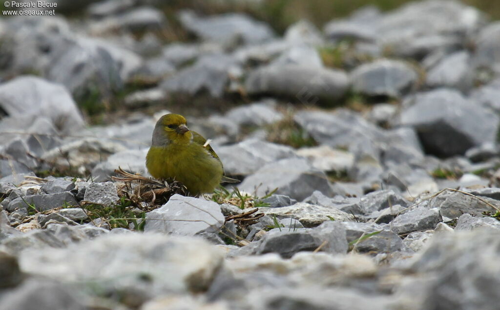 Citril Finchadult