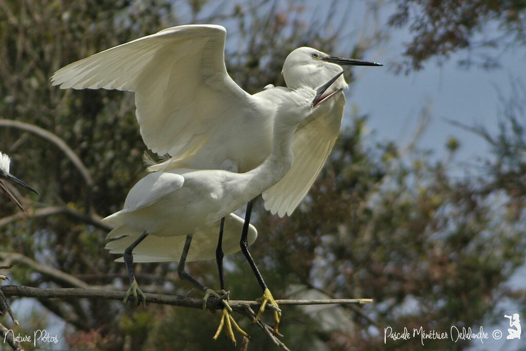 Aigrette garzette