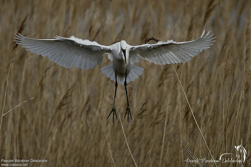 Little Egret