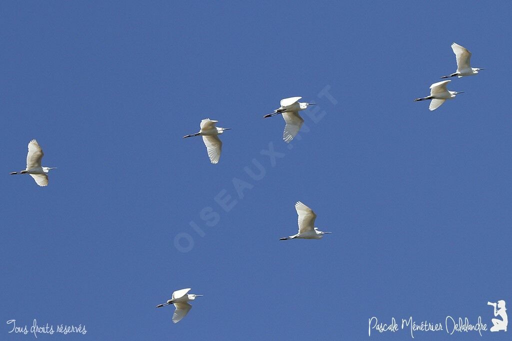 Aigrette garzette
