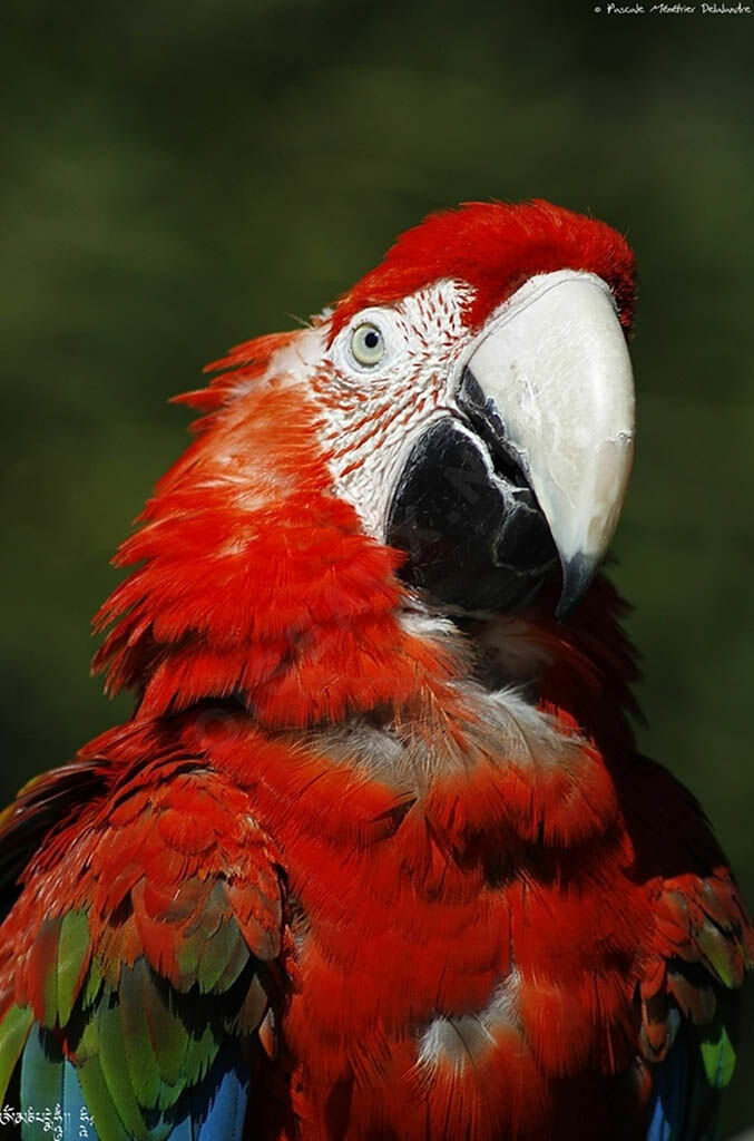 Ara chloroptère