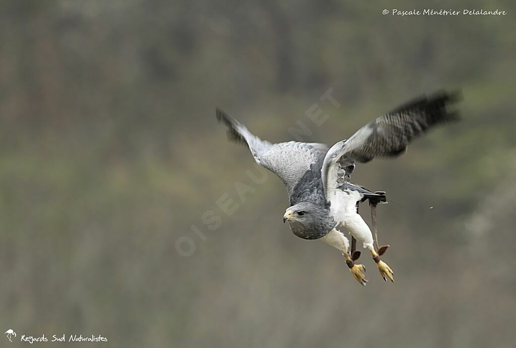 Black-chested Buzzard-Eagle