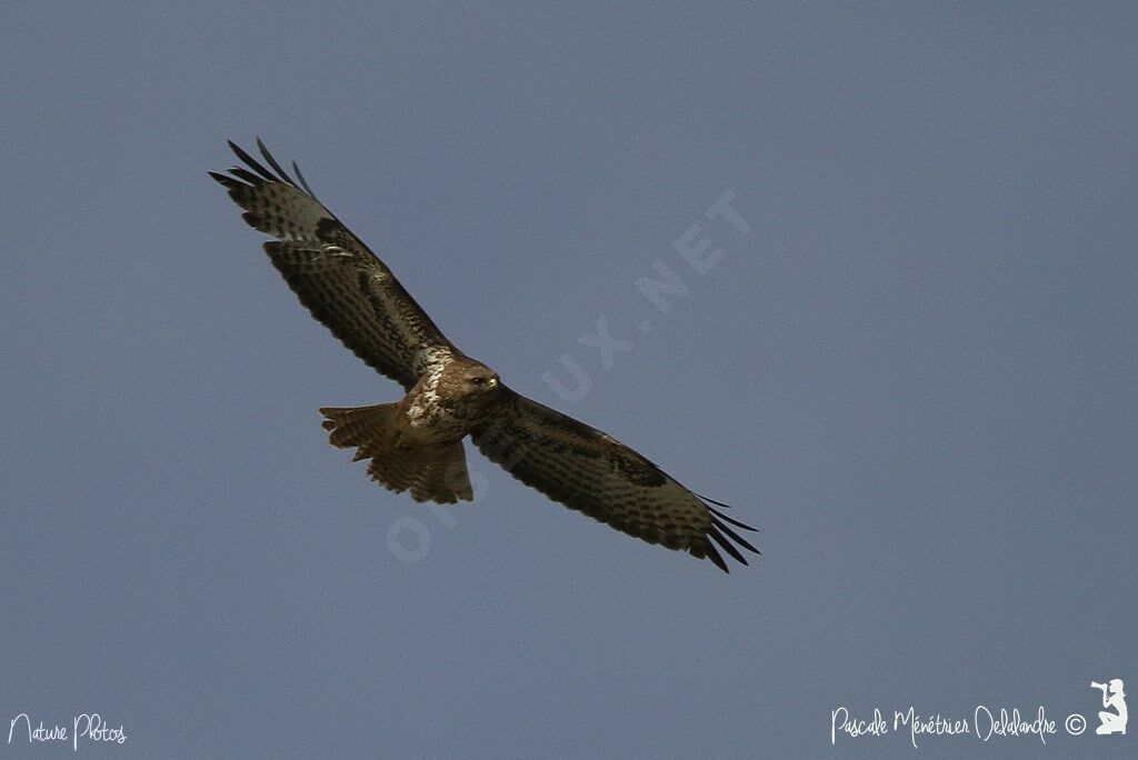 Buse variable