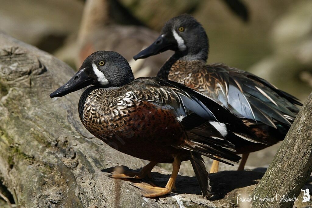 Canard bridé