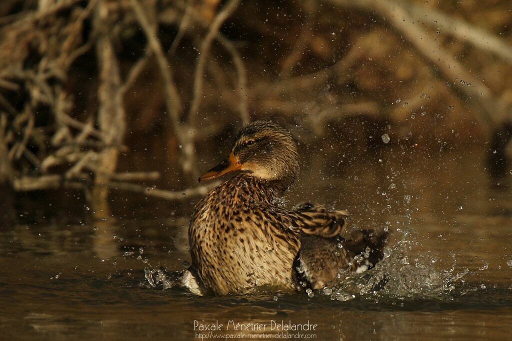 Canard colvert