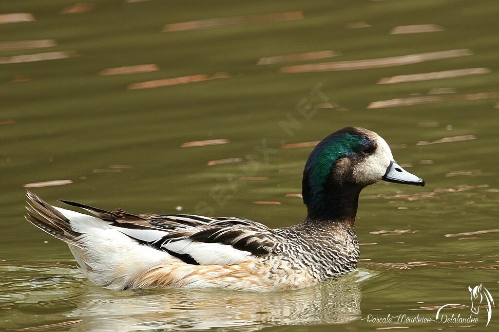Canard de Chiloé