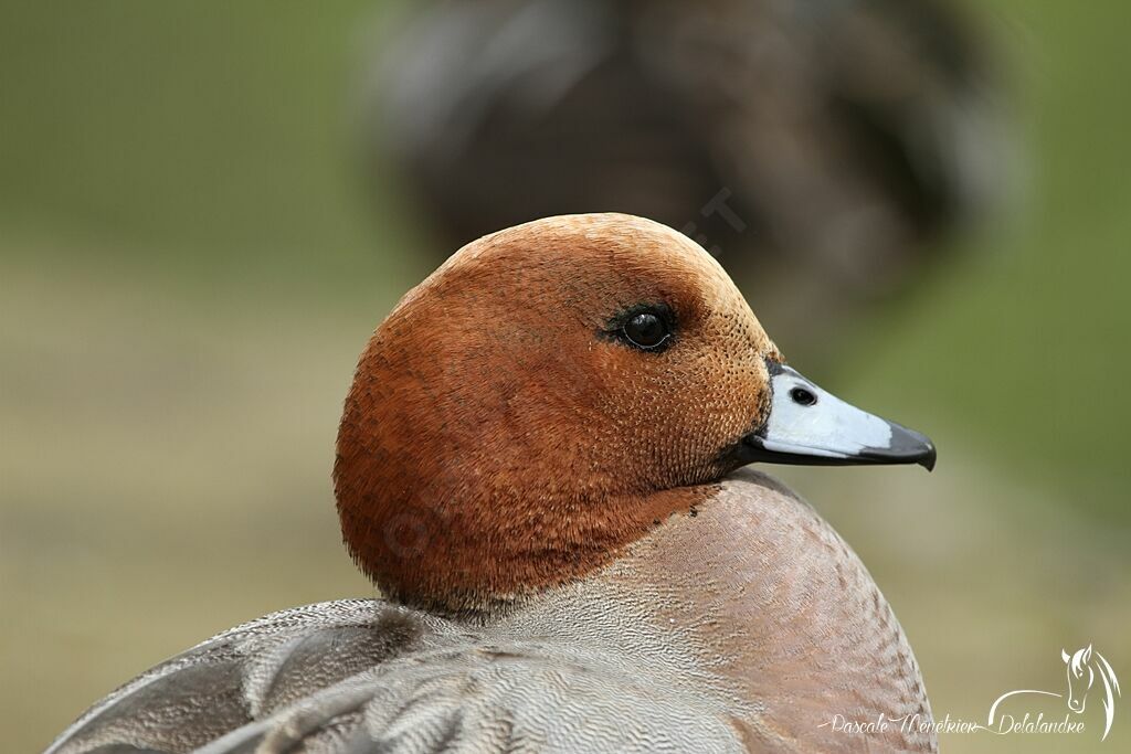 Canard siffleur