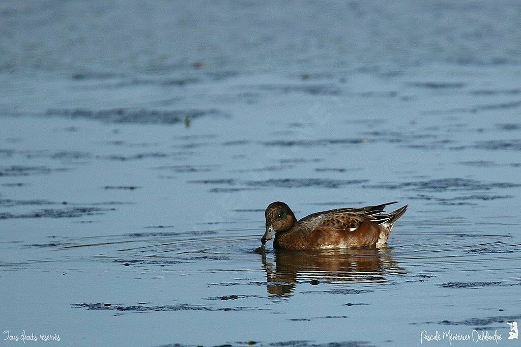 Canard siffleur