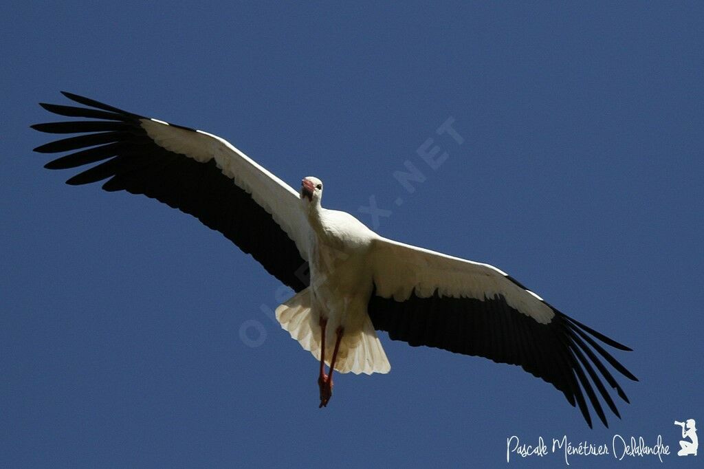 White Stork