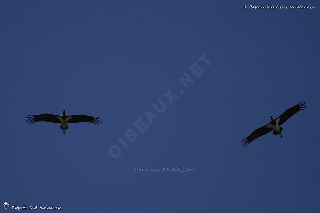 Cigogne noire
