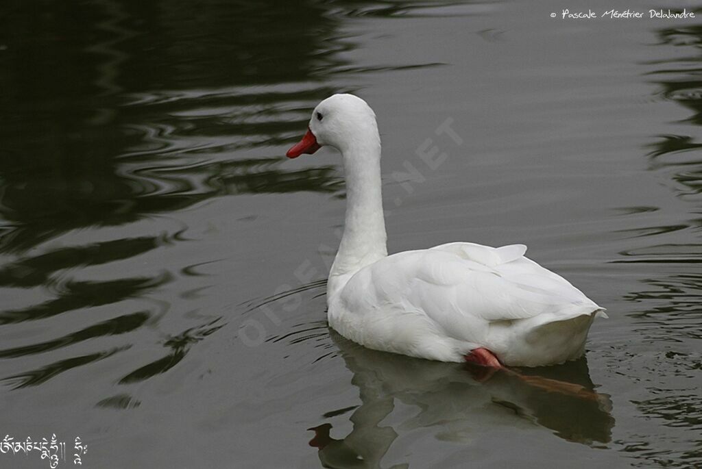 Coscoroba Swan