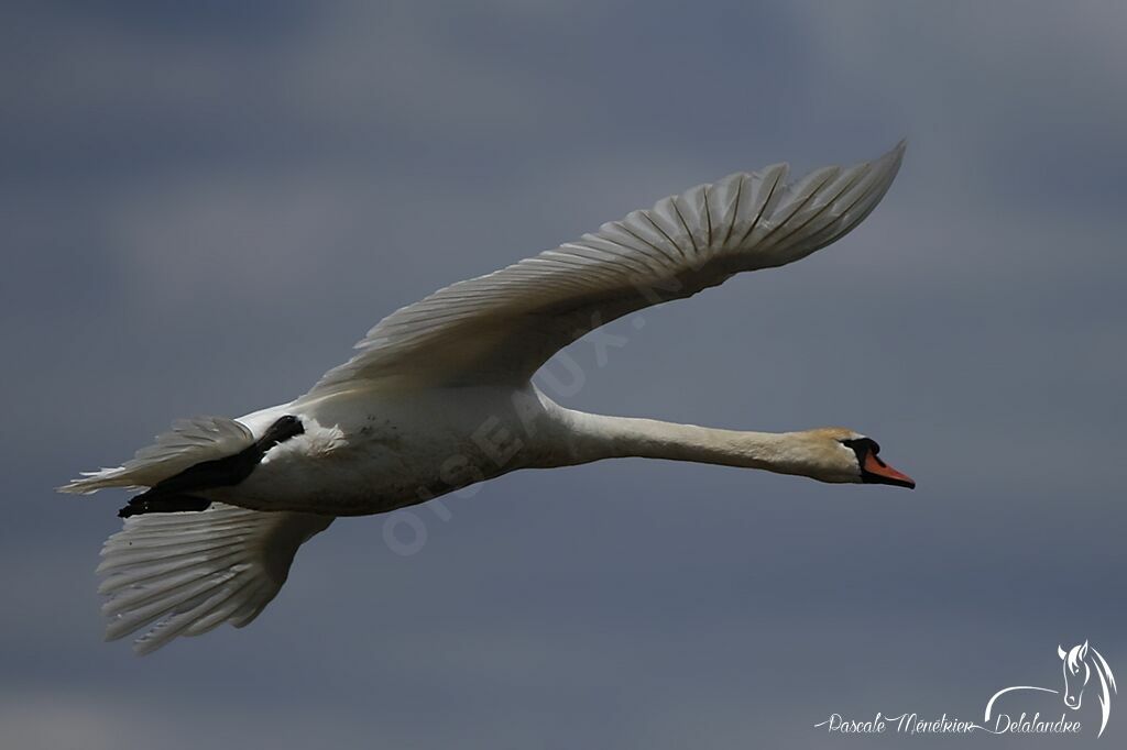 Cygne tuberculé