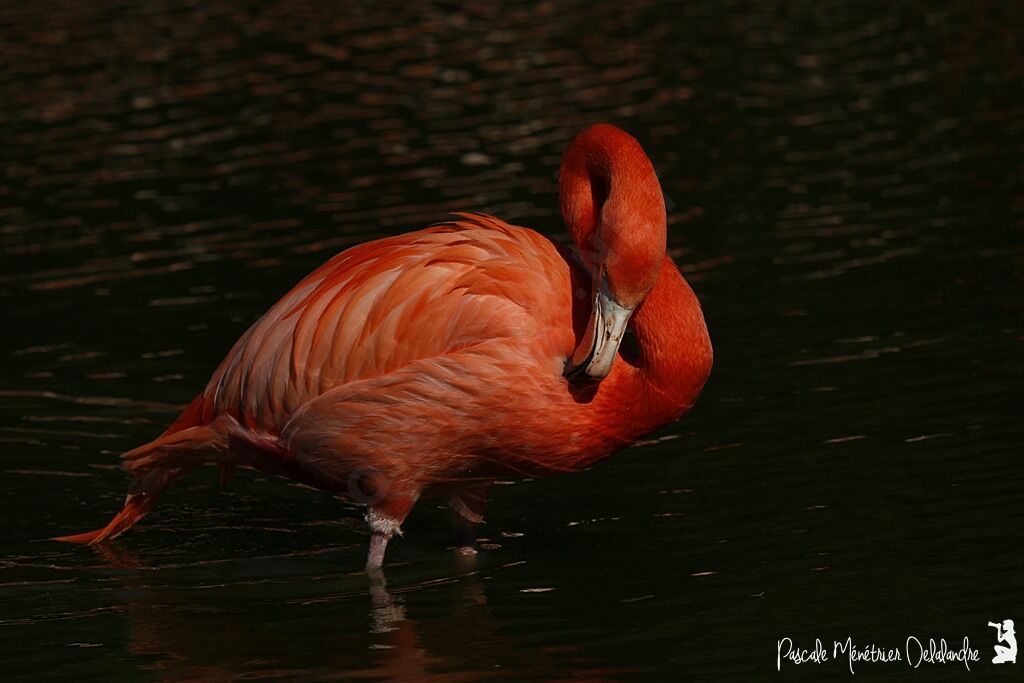Flamant des Caraïbes