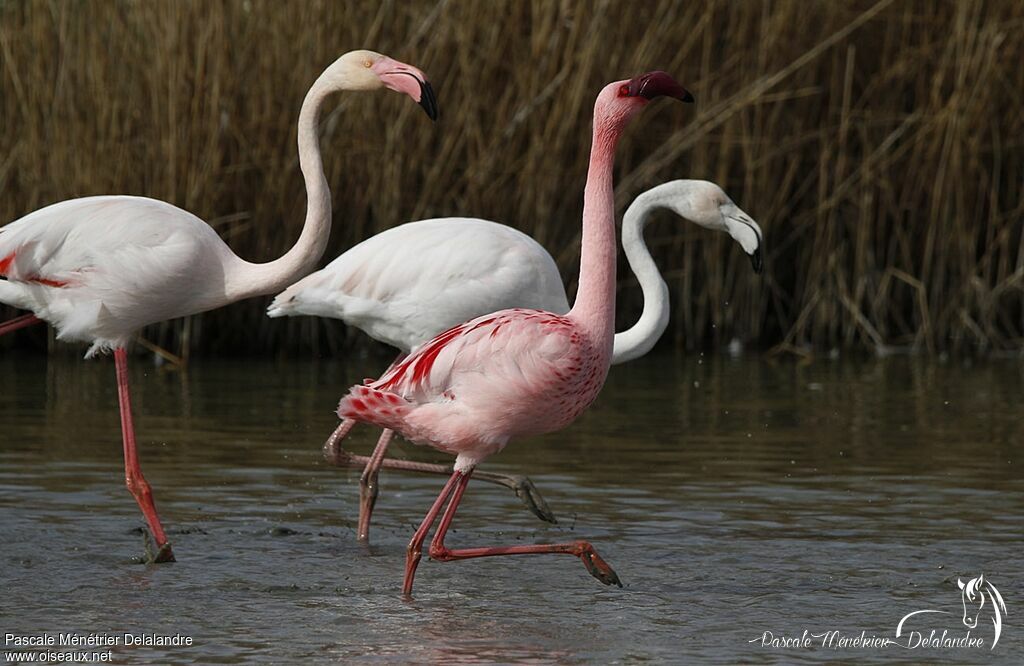 Flamant nain