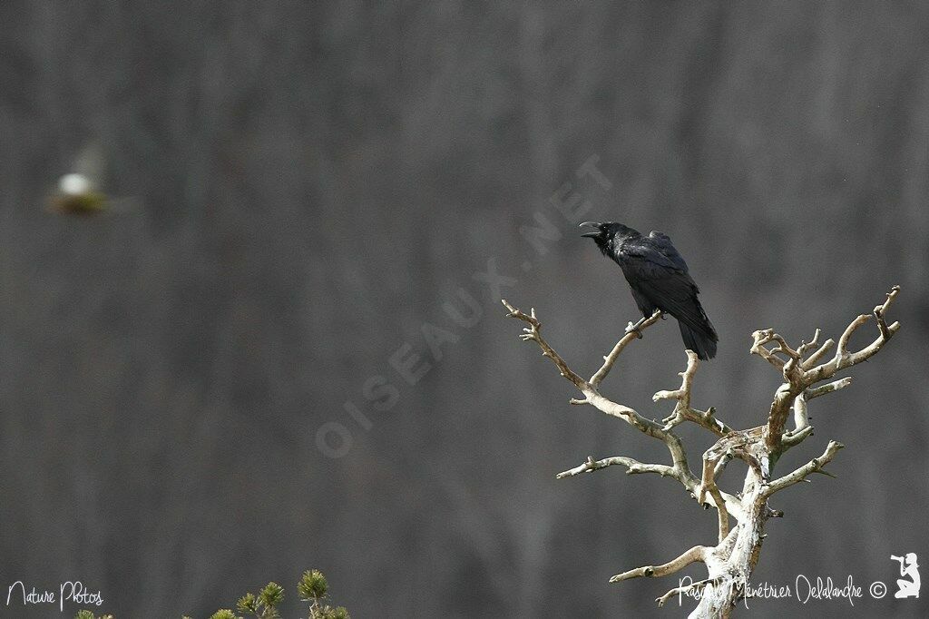Grand Corbeau