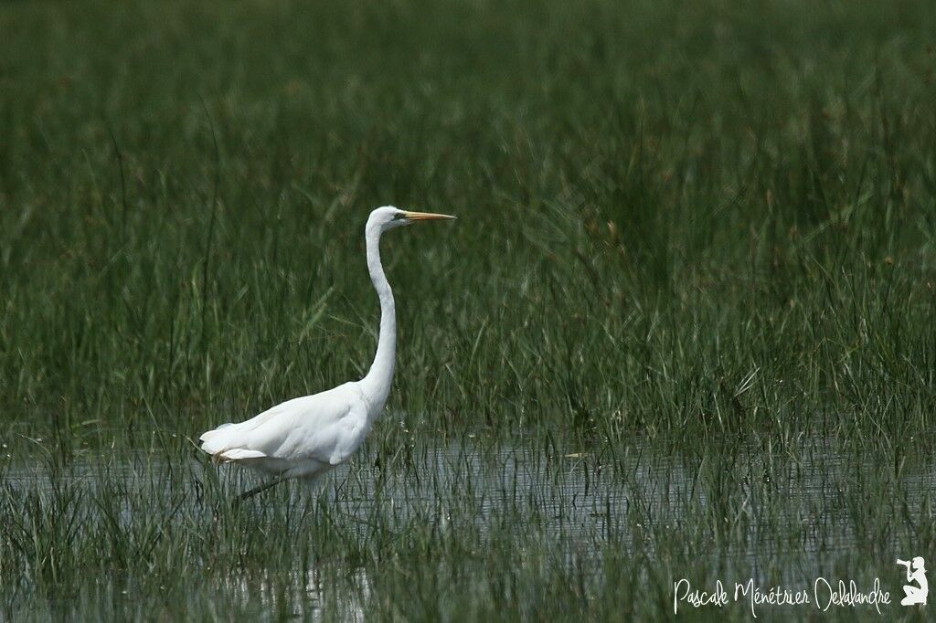 Grande Aigrette