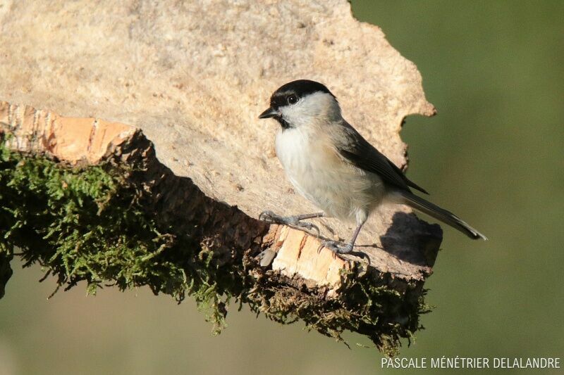 Mésange nonnetteadulte
