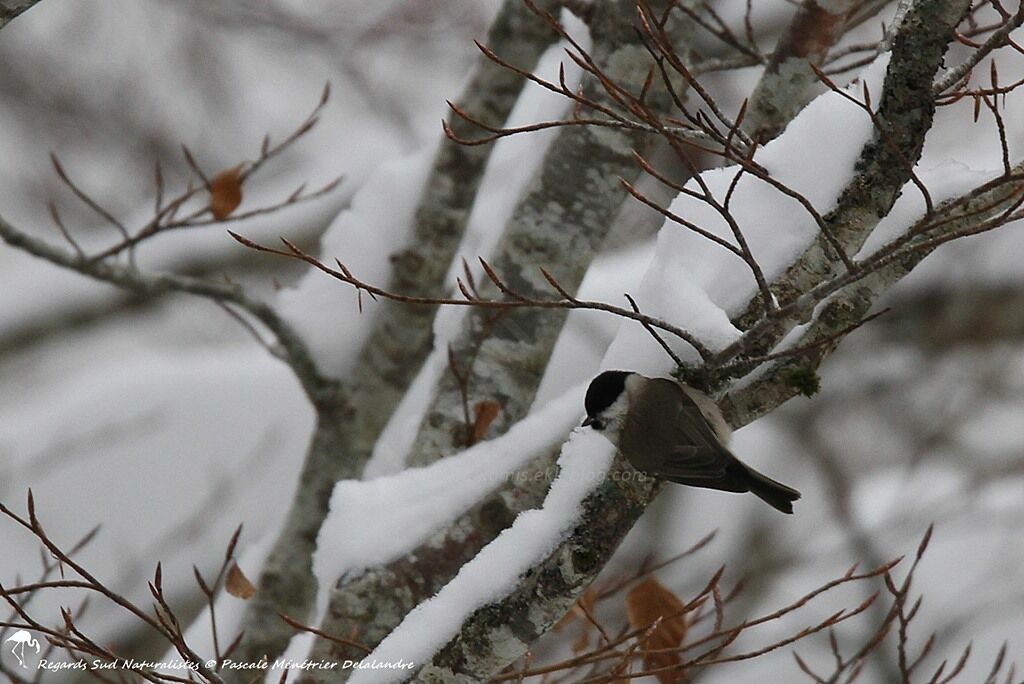 Mésange nonnette