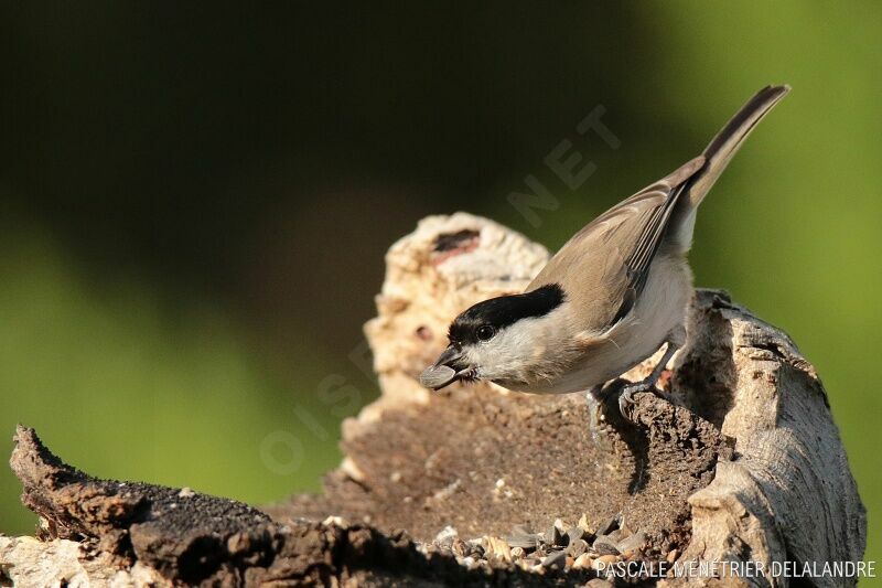 Marsh Titadult