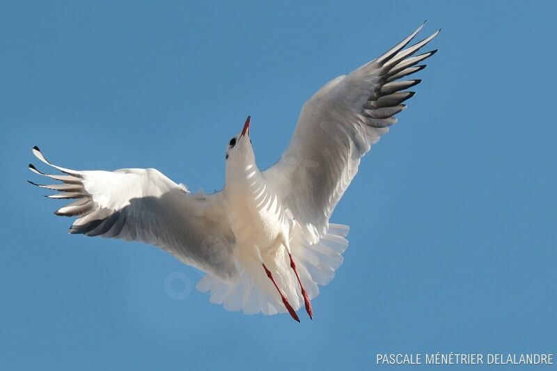 Mouette rieuseadulte