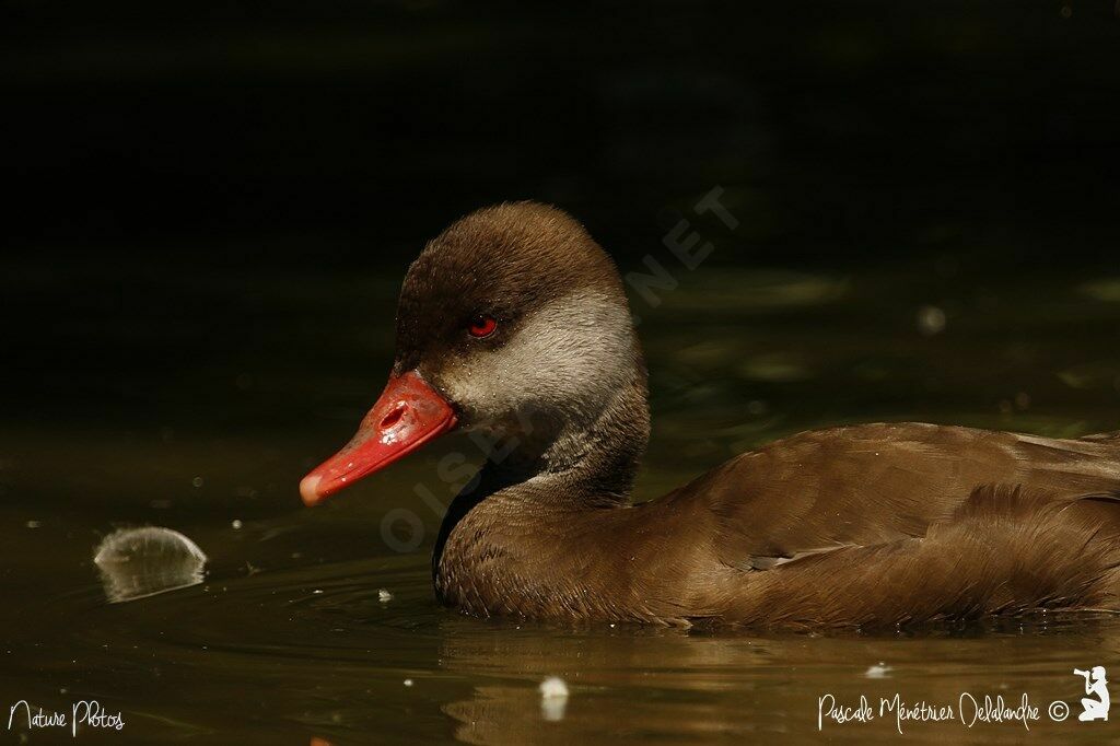 Nette rousse mâle
