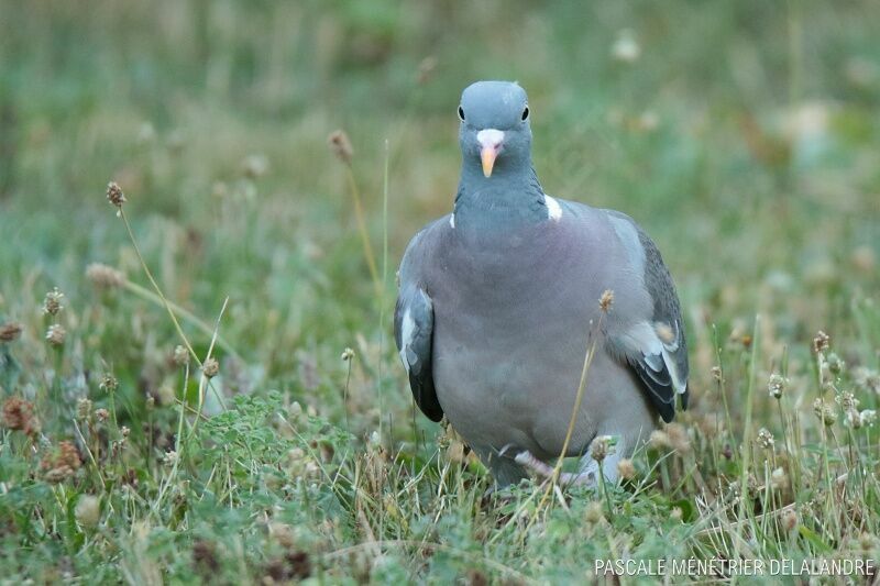 Pigeon ramier