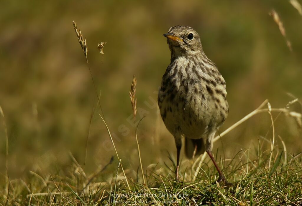 Pipit farlouse