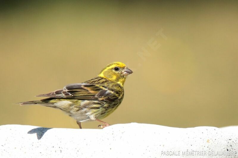 Serin cini mâle