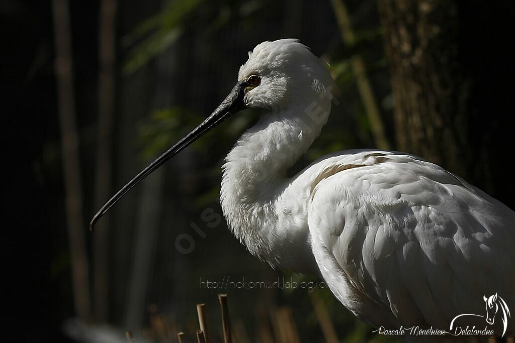 Eurasian Spoonbill