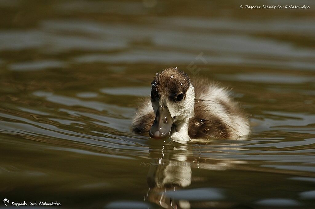 Common Shelduck