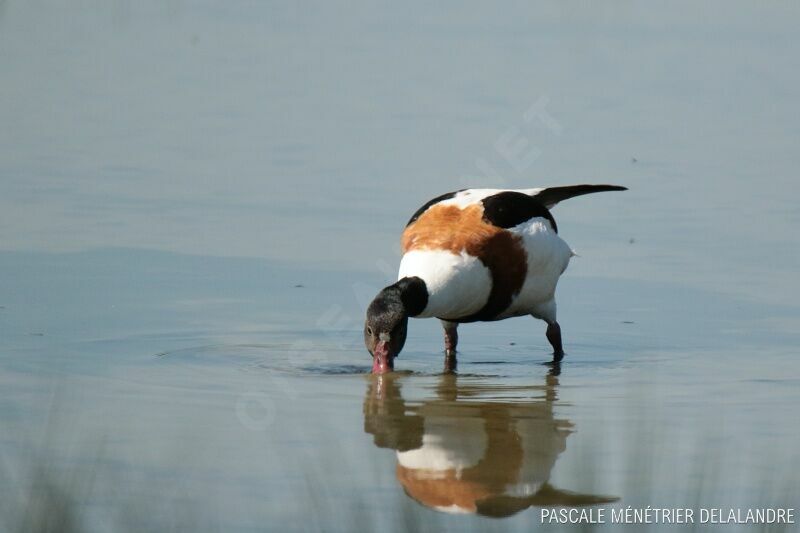 Common Shelduck