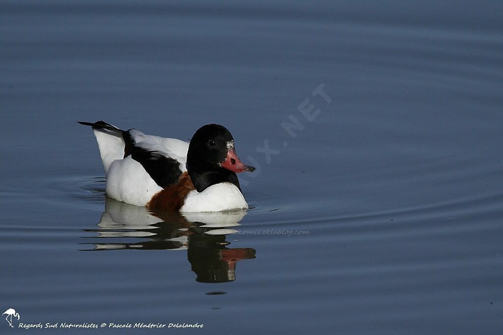 Common Shelduck