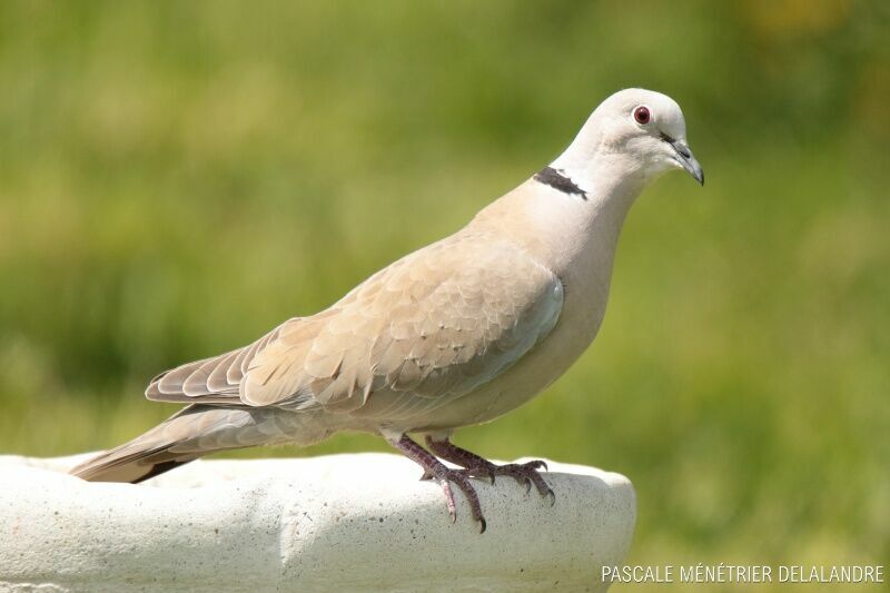 Eurasian Collared Doveadult
