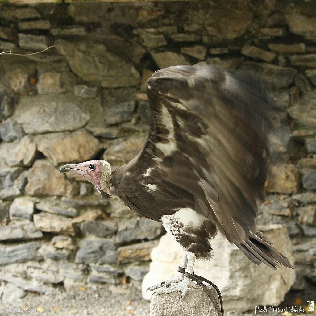 Vautour charognard
