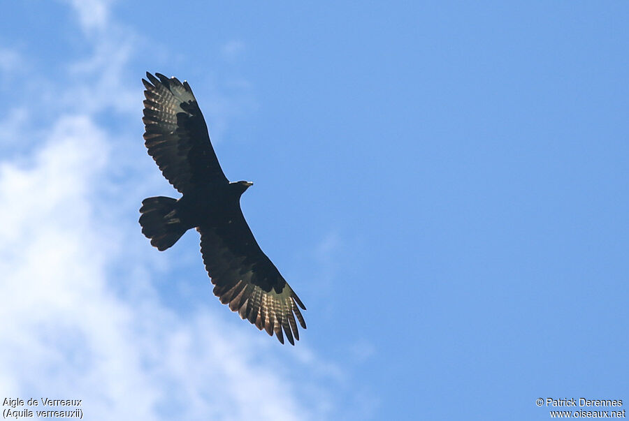 Aigle de Verreauxadulte, Vol