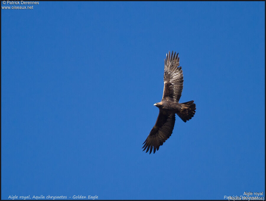Aigle royal, Vol