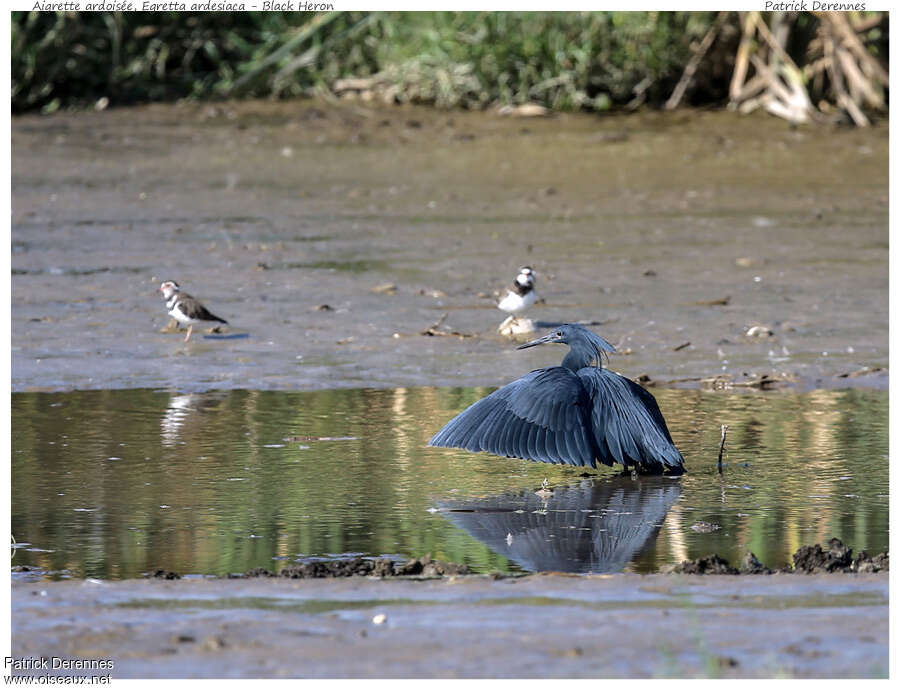 Black Heronadult, habitat, fishing/hunting