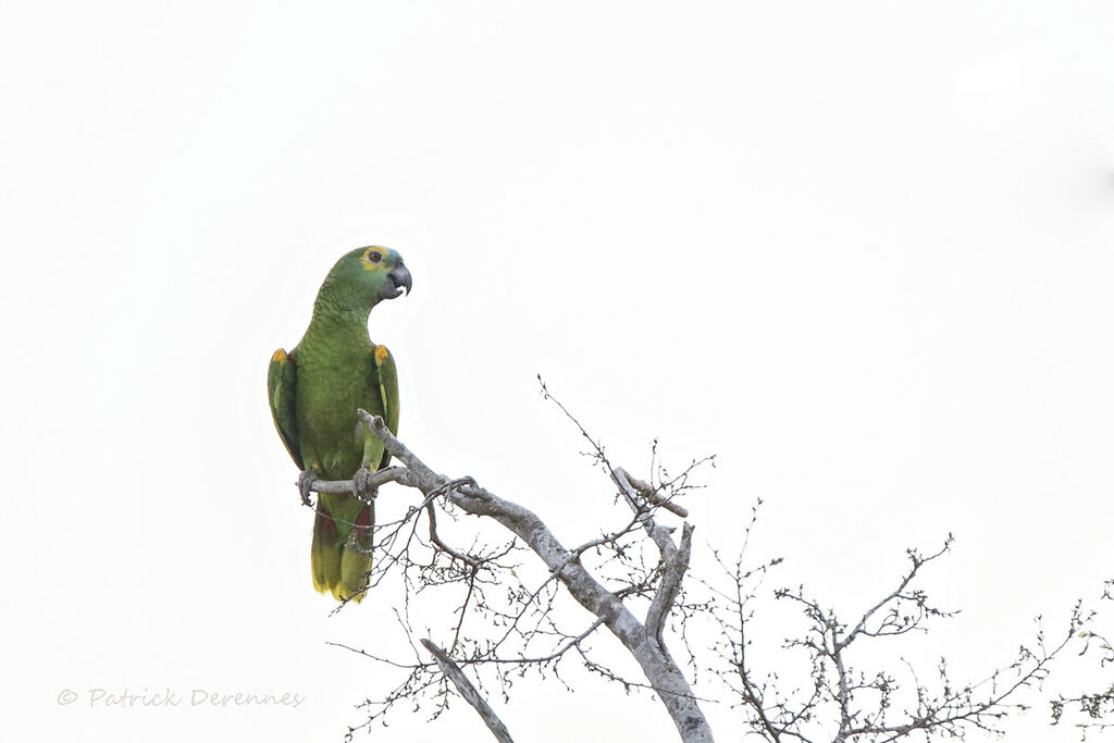 Turquoise-fronted Amazon, identification, habitat