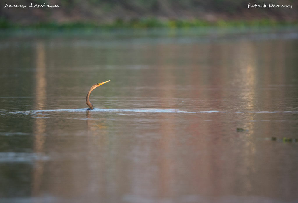 Anhinga, identification, habitat, swimming