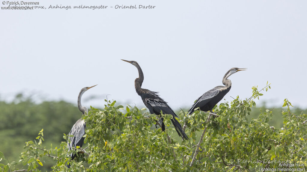 Anhinga roux, identification, habitat
