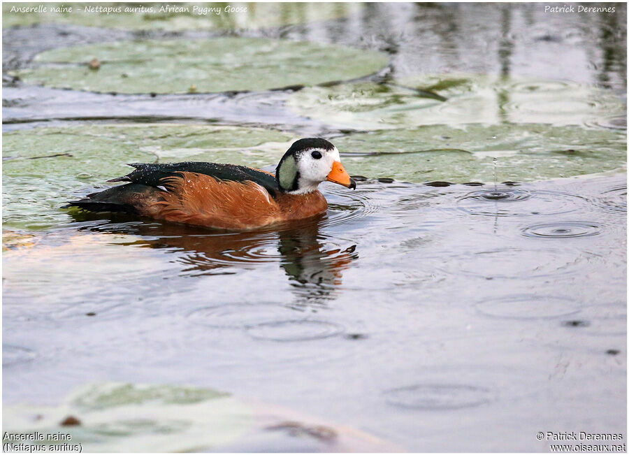 African Pygmy Goose male, identification