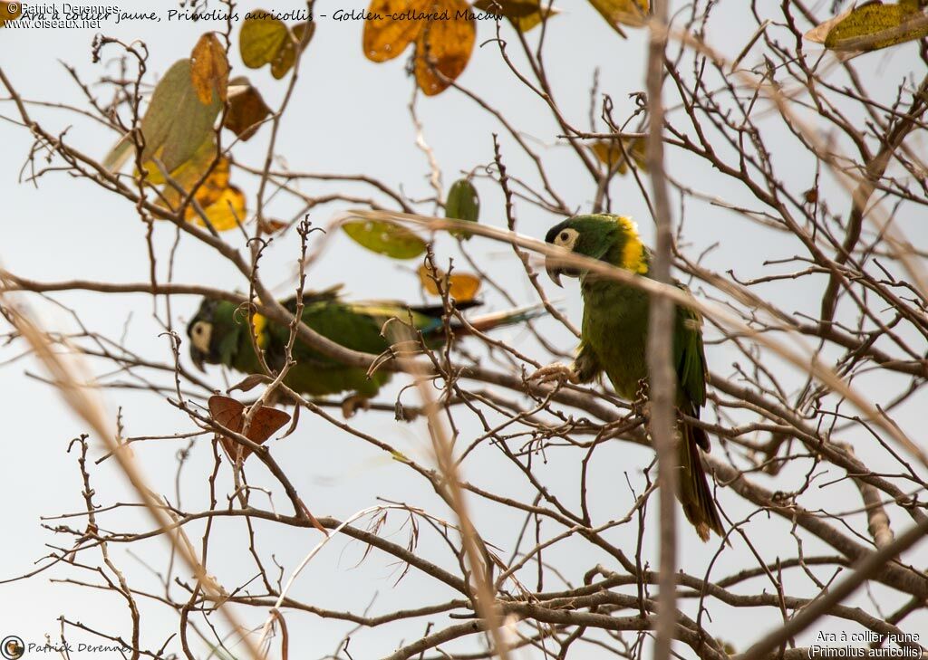 Ara à collier jaune, identification, habitat