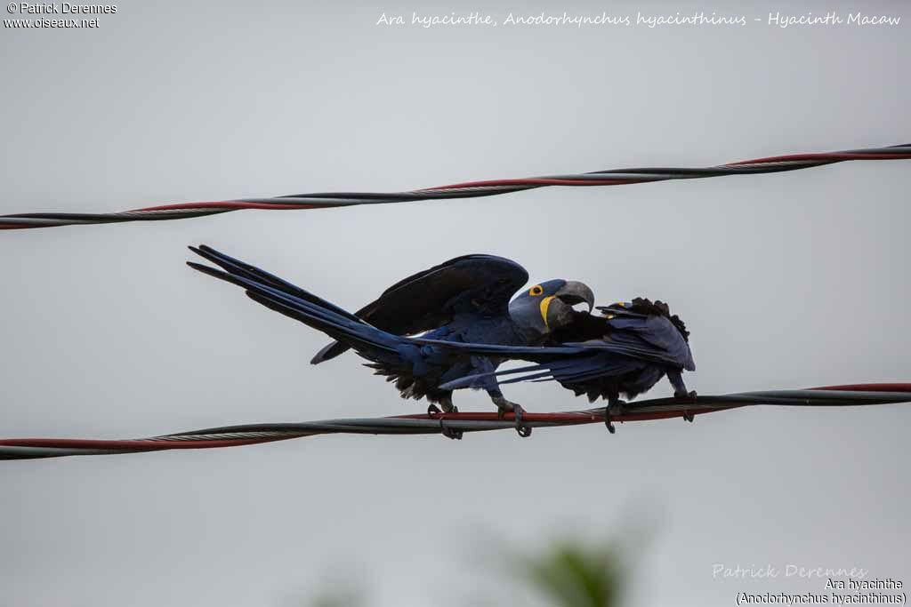 Hyacinth Macaw, identification
